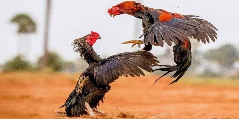 Cách tổ chức đá gà Thomo chuyên nghiệp, hấp dẫn